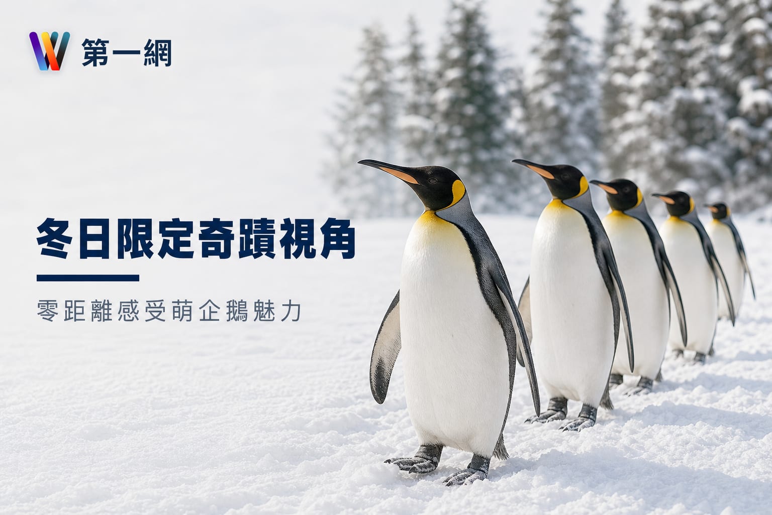 走進冬日的旭川：旭山動物園的企鵝散步與奇蹟視角