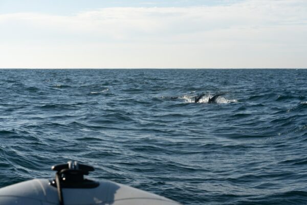 A boat in the middle of a large body of water